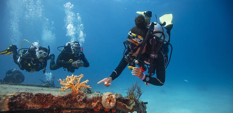 Guided dive trips for unforgettable days